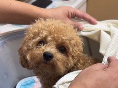 -瑞派康怡24h宠物医院·犬猫医疗中心·微创绝育(瑞景分院)