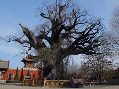 -大槐树寻根祭祖园