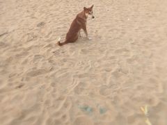-尼甘布海滩
