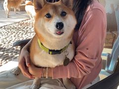 -柴犬高等学院·狗咖·柴犬售卖·宠物训练