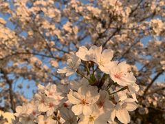 -高东镇樱花园