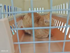 -北京观赏动物医院·24小时大型综合·猫专科·异宠专科
