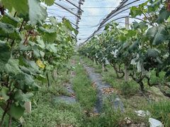 -马陆小张葡萄园农家乐