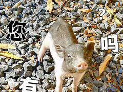 -南京老山国家森林公园