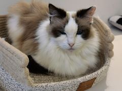 -怪兽屋·羊驼·猫咖·狗咖(俊华广场店)