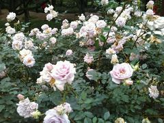 -人民公园(罗湖区)