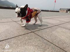 -佳雯宠物医院(四明中路分院)