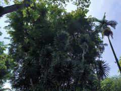 -新加坡植物园