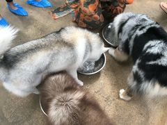 -TrueLove @ Neverland (Husky Cafe)