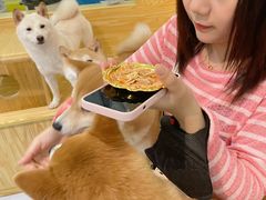 -柴源莊·柴小宠柴犬咖啡
