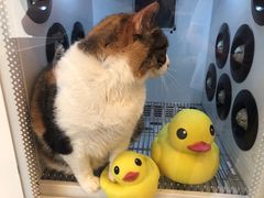 -PETKIT小佩宠物(古北店)