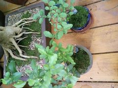 -秦美花卉(天朗·莱茵小城2期店)