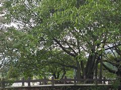 -森波拉奇妙世界