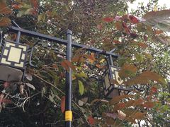 -小洲村