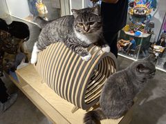 -more than meow吴止猫主题餐厅(承德 中船汇店)