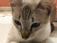 -藏猫猫咖啡主题馆(中央大道店)