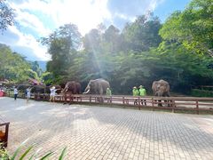 -野象谷景区