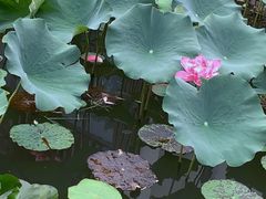 -观唐（国际）度假村温泉