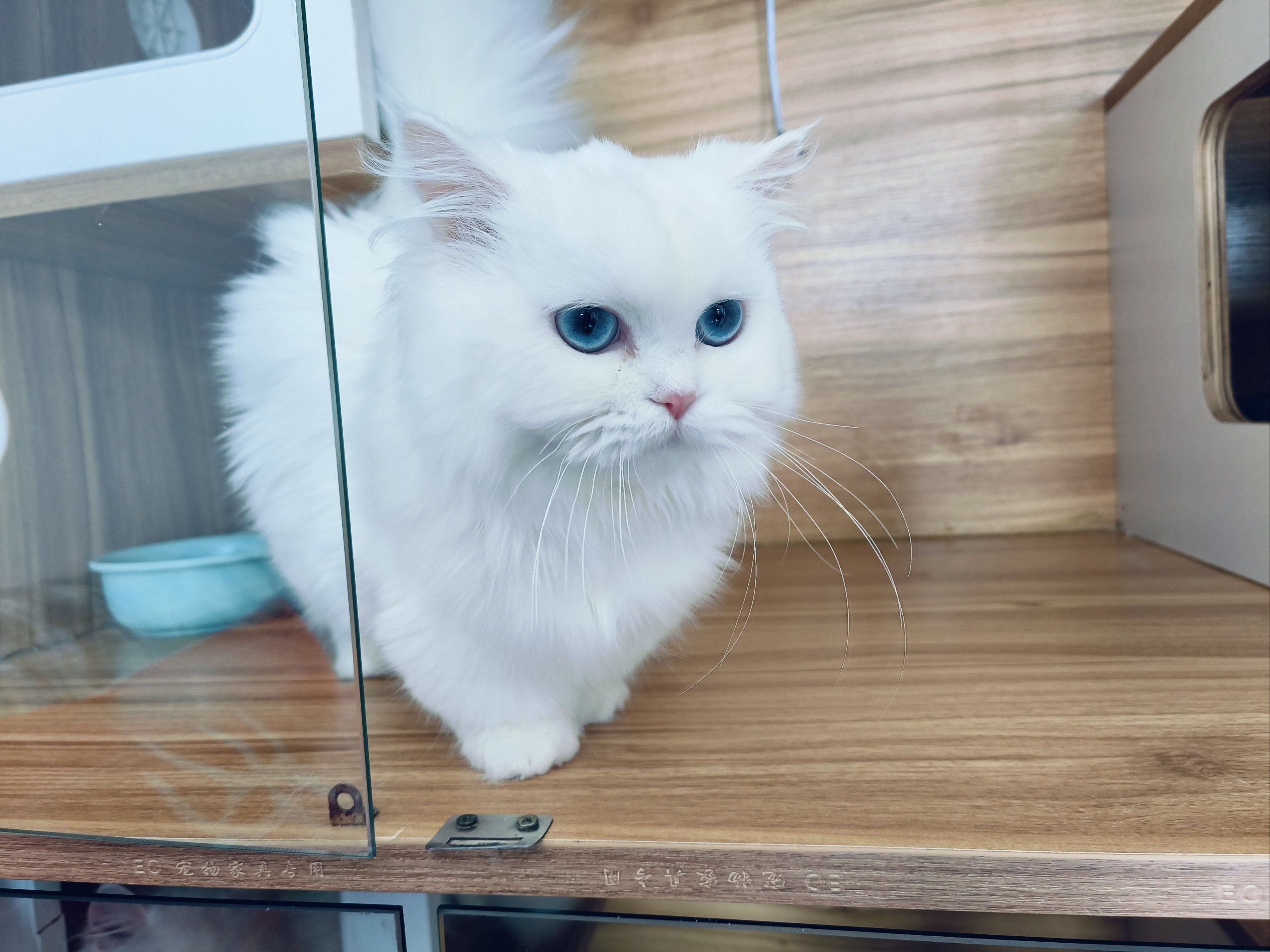 宠物猫的萌翻天