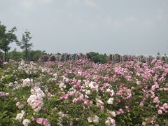 -尚贤河湿地