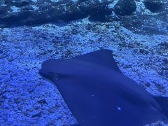 -海合安武汉极地海洋公园
