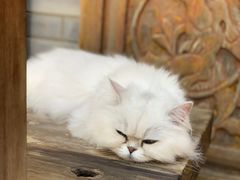 -喵屿·大理花园猫咖