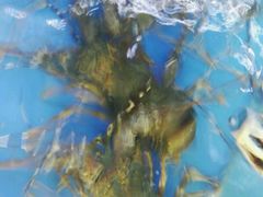 -龙溪海鲜酒家(溪涌店)