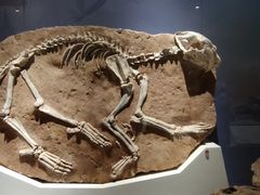 -国家自然博物馆