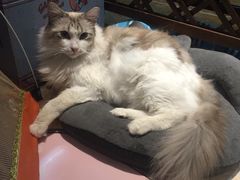 -李小姐の猫咖啡馆(五角场店)