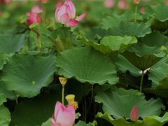 -莲花池公园