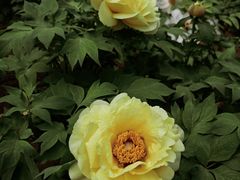 -洛阳市隋唐城遗址植物园