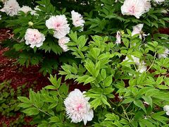 -洛阳市隋唐城遗址植物园