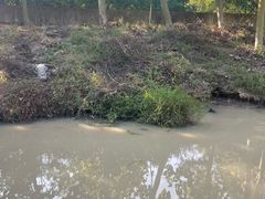 -中国扬子鳄村