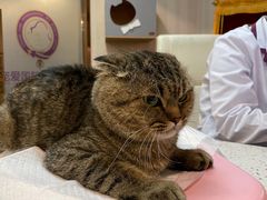 -宠爱国际动物医院·消化内科·心肾内科·ISFM猫友好(望京店)
