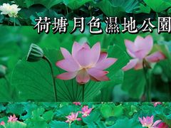 -荷塘月色湿地公园·向阳花洲