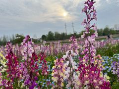 -花开海上生态园