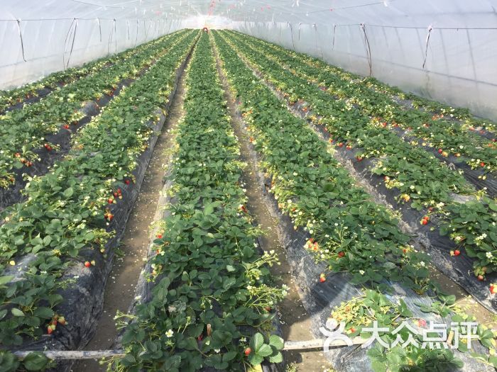 高府草莓庄园图片 - 第1张