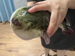 -鲐赏河豚(长寿店)