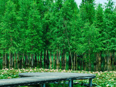 -白鹭湾湿地公园