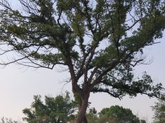 -良渚古城遗址公园