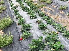 草莓田-美莓农场