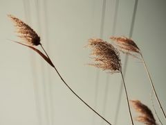 -三圣花乡旅游区