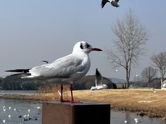 -蠡湖大桥公园