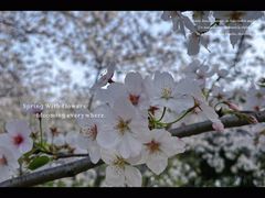-顾村公园