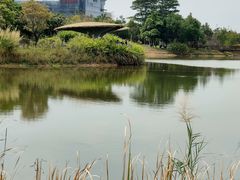 -福田红树林生态公园