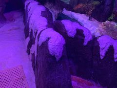 -暹罗海洋世界