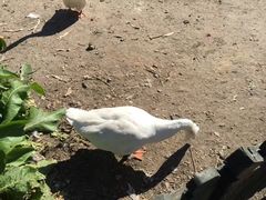 -俄罗斯风情小镇