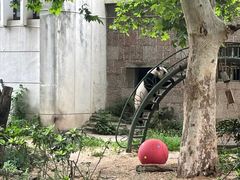 -成都动物园