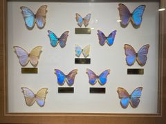 -上海昆虫博物馆