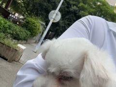 -格蕾宠物医院24H·猫科·肿瘤科·骨科中心(福州总院)